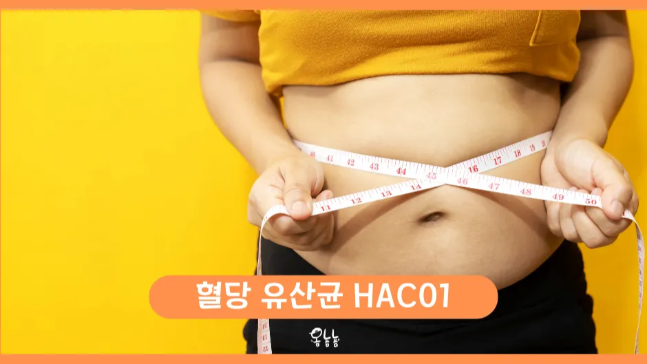 혈당 유산균 HAC01