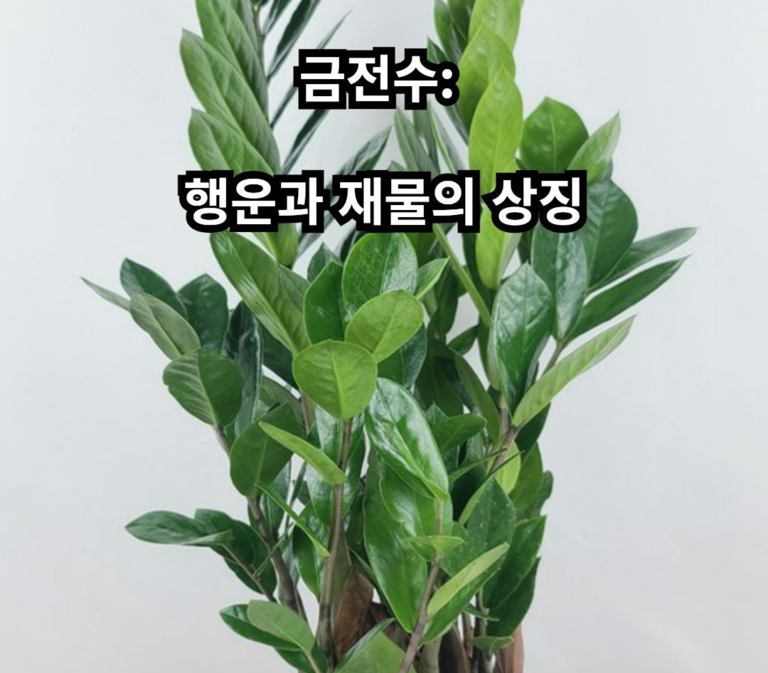 금전수
썸네일
