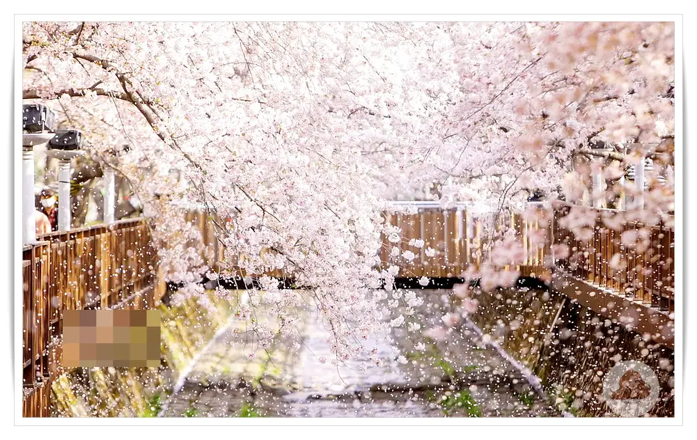 진해-벚꽃-축제-명소