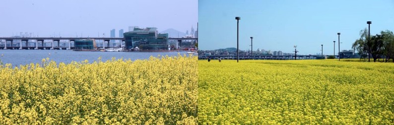 2024 한강 서래섬 유채꽃축제