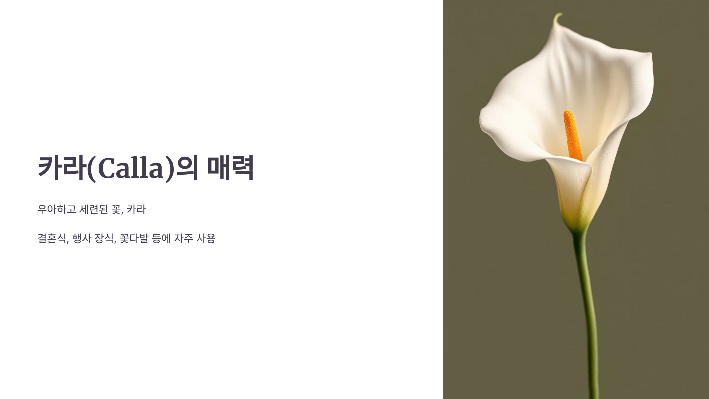 카라꽃 사진입니다.