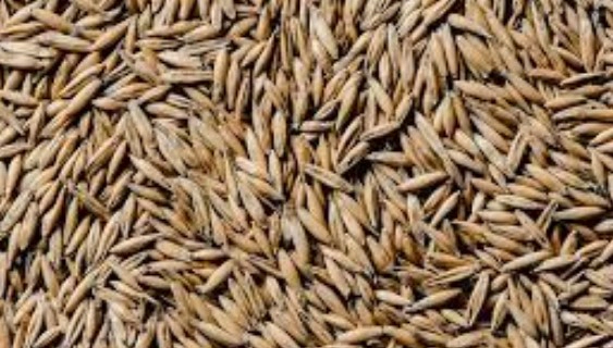 오트 베타글루칸 효능 부작용 및 베타글루칸이 들어간 음식