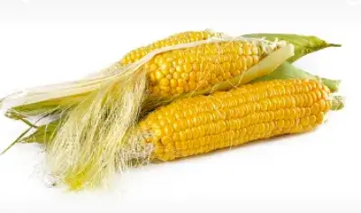 옥수수