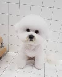 출처 구글 비숑프리제 강아지 사진