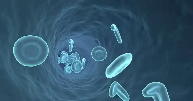 양배추 즙 효능 양배추와 궁합 좋은 음식 상극 음식