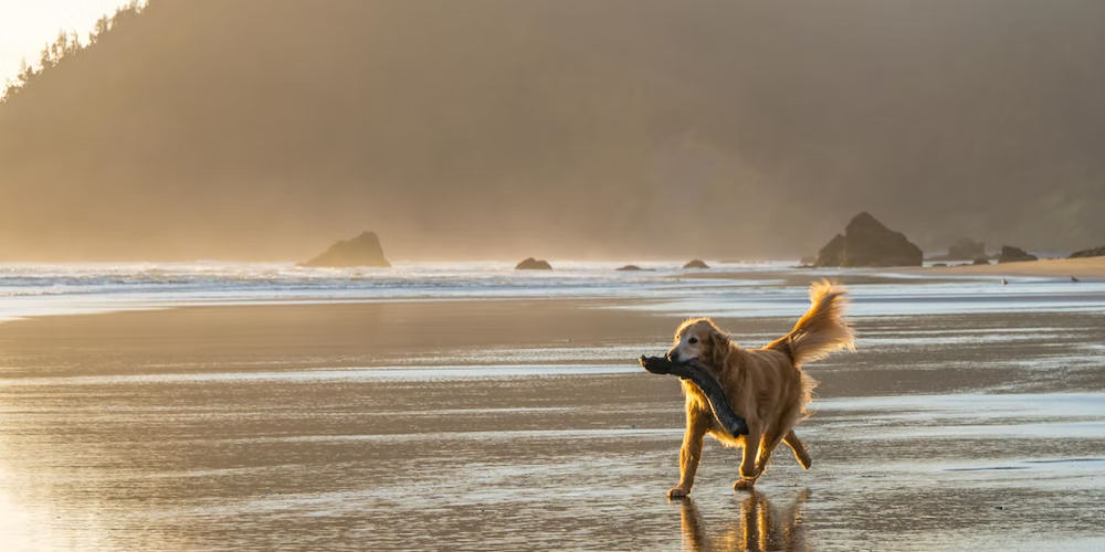 강아지 침흘리는 이유 4