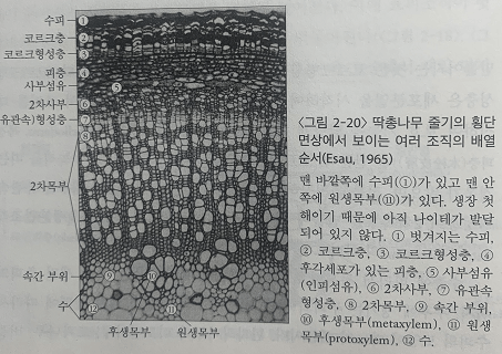 출처 : 수목생리학 (이경준 지음)