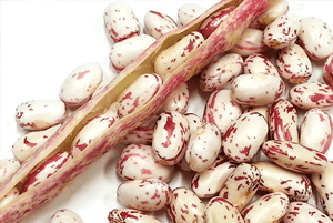 호랑이콩 효능09