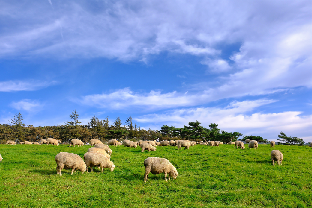 대관령 양떼 목장과 양떼들