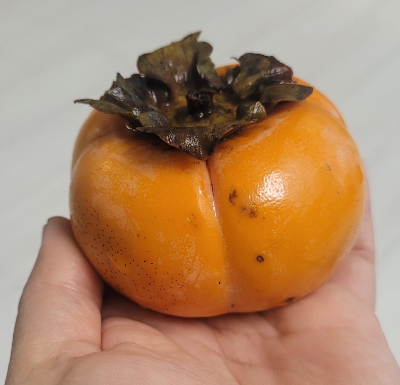 소주에 담근 떫은감 삭히기