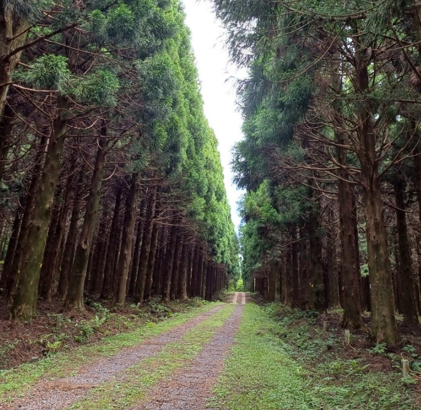 한라산 둘레길 시험림길 5월~10월까지 개방