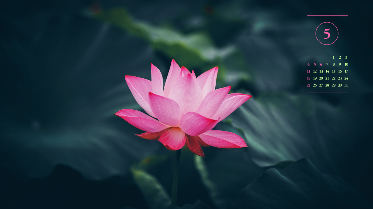 10 활짝 핀 연꽃 클로즈업 A - 2025년5월 노트북배경화면