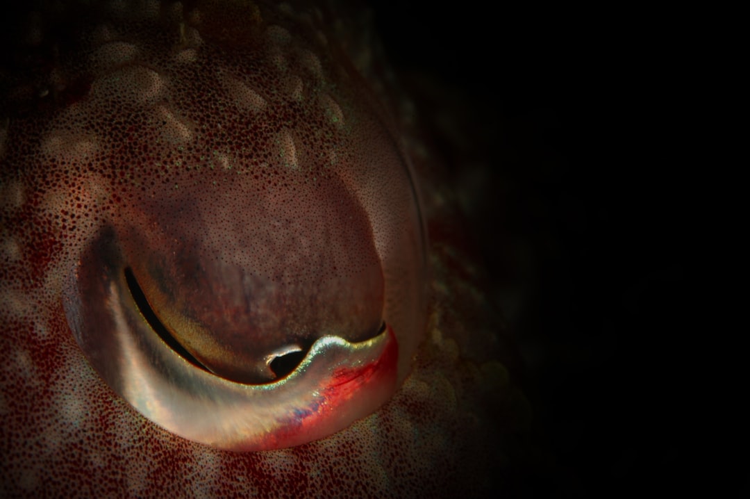 Squid
