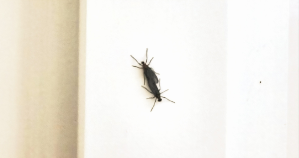 러브버그 퇴치방법