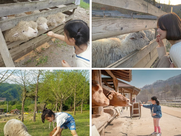 출처-해피초원목장