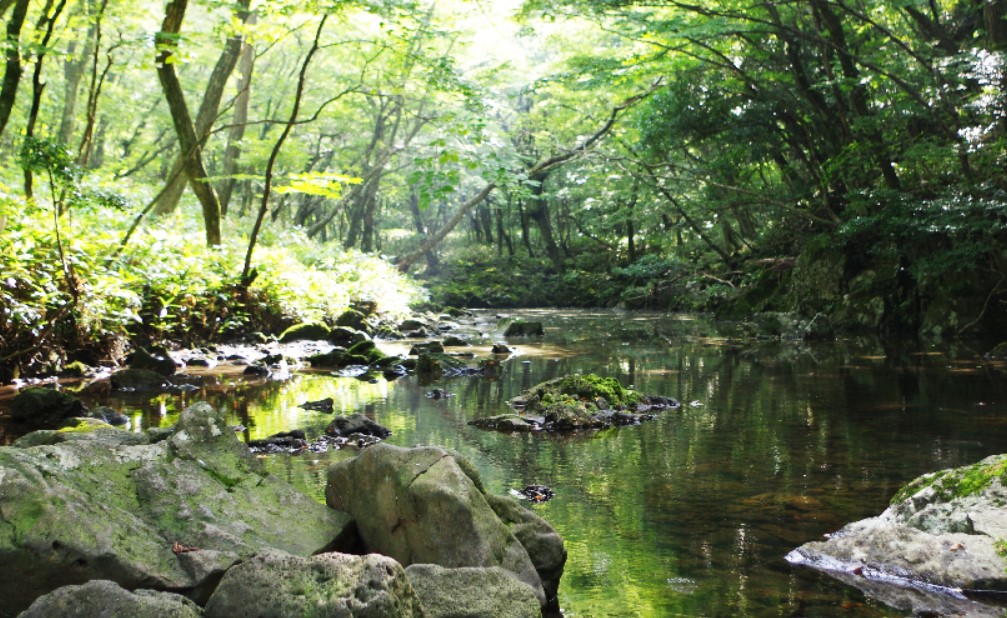 수려한-사려니길의-모습