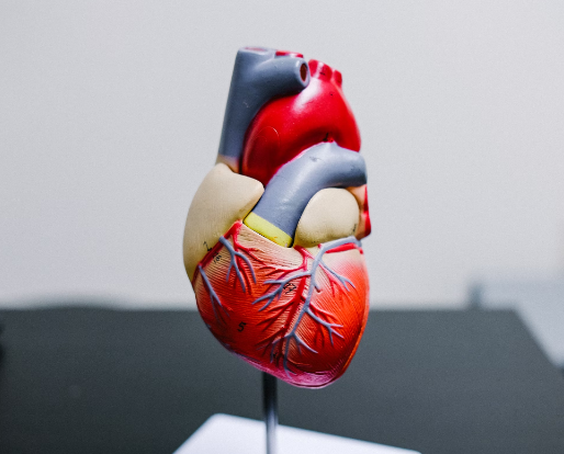 엉겅퀴 효능 : 심혈관