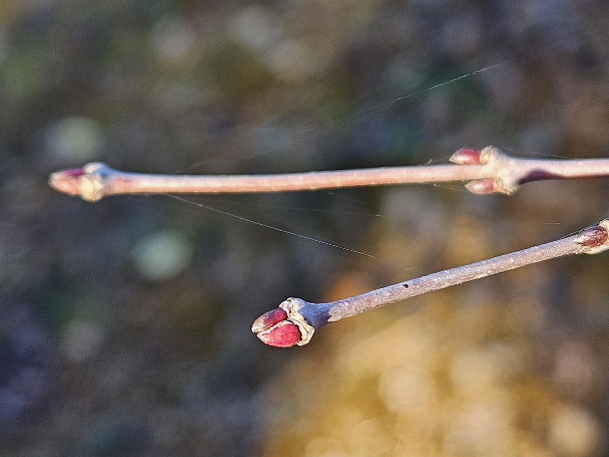 계수나무 겨울눈3