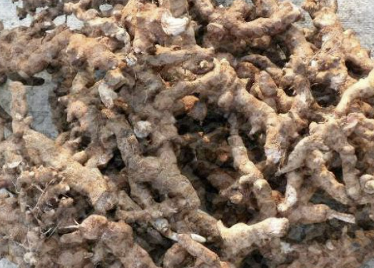 망개뿌리 효능 부작용 먹는법 술 채취시기 등 총정리(최신)