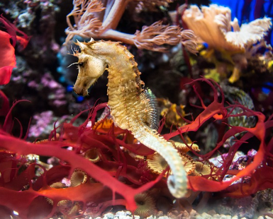 작은 희귀 동물 vs 거대한 희귀 동물, 크기가 주는 생존 전략