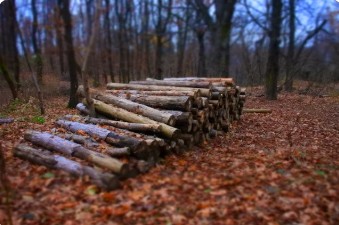 임업 직불금 신청 방법 관련 사진