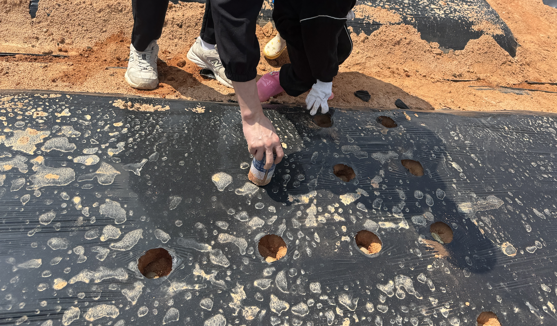 텃밭에 감자를 심는 모습