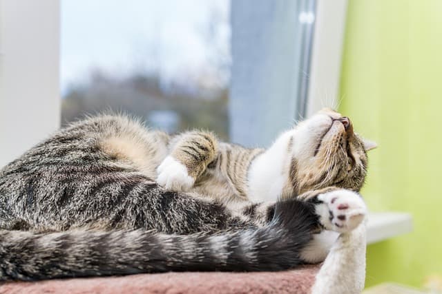 독립적이지만 따뜻한 성격, 초보 집사에게도 추천