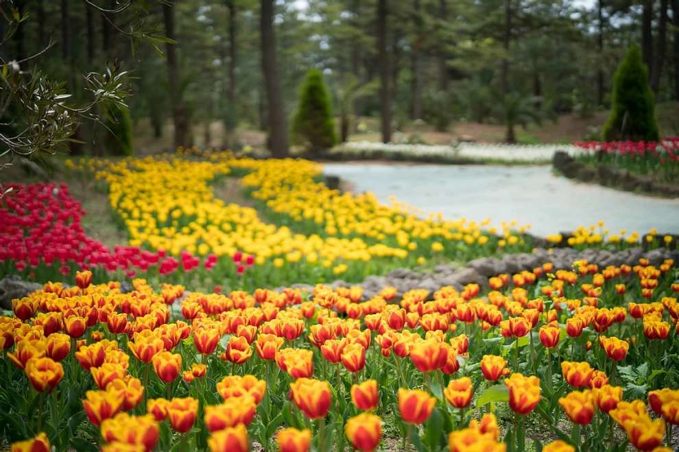 한림공원 부겐빌레아 축제