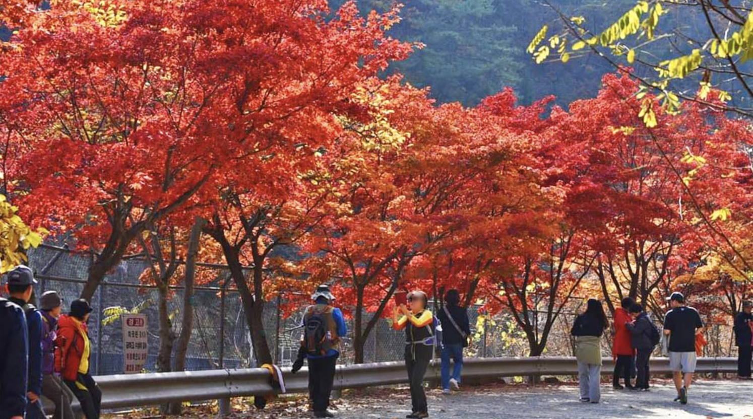 58년 만에 열린 안양의 비밀의 숲, 서울대 안양수목원 전면 개방! 시민들이 꼭 알아야 할 모든 정보