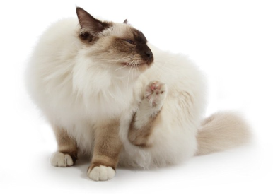 몸을 감싸는 긴털 종의 고양이.