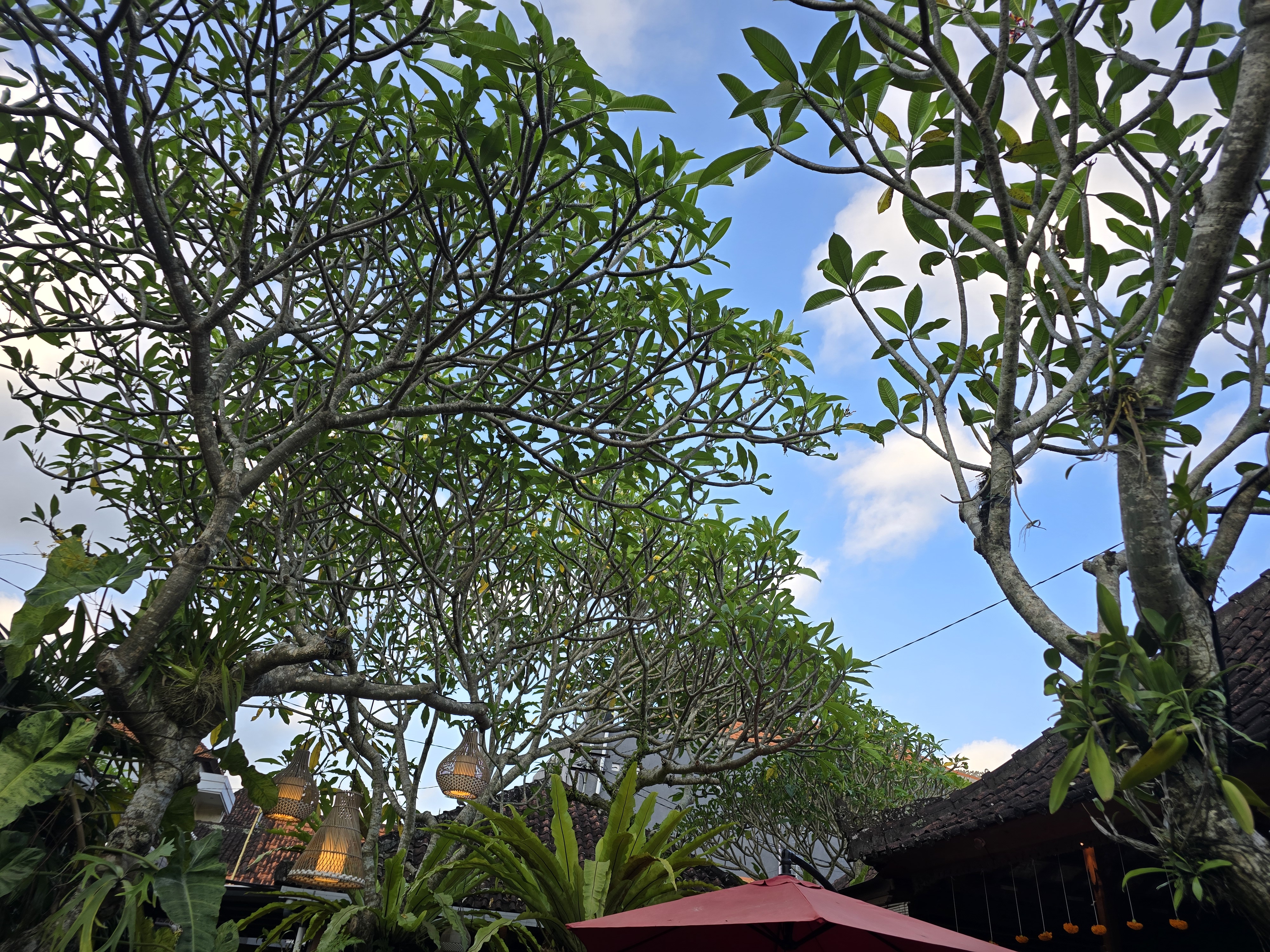 이미지-alt-태그-발리 우붓 거리