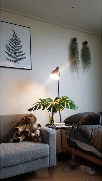 작은 원룸 식물배치 저조도선택 물주기 공간절약 아이디어_8