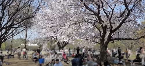 수도권 봄꽃 여행지, 봄꽃 축제