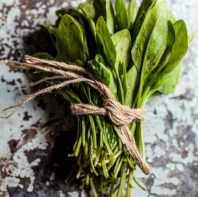 비타민E의 효능