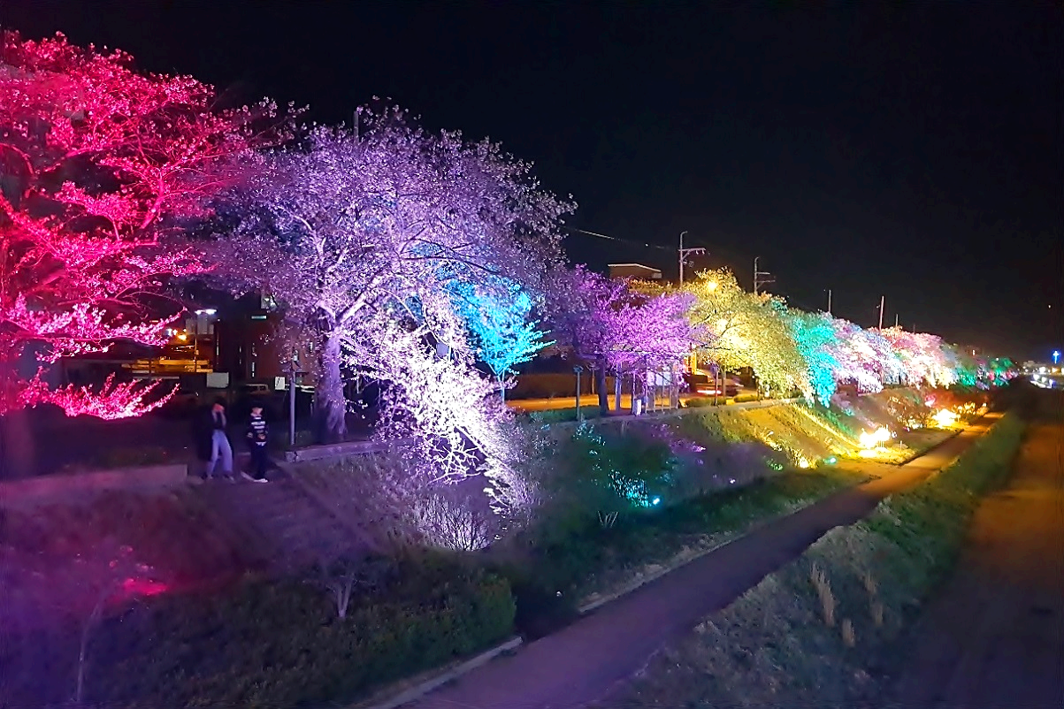 정읍 벚꽃축제