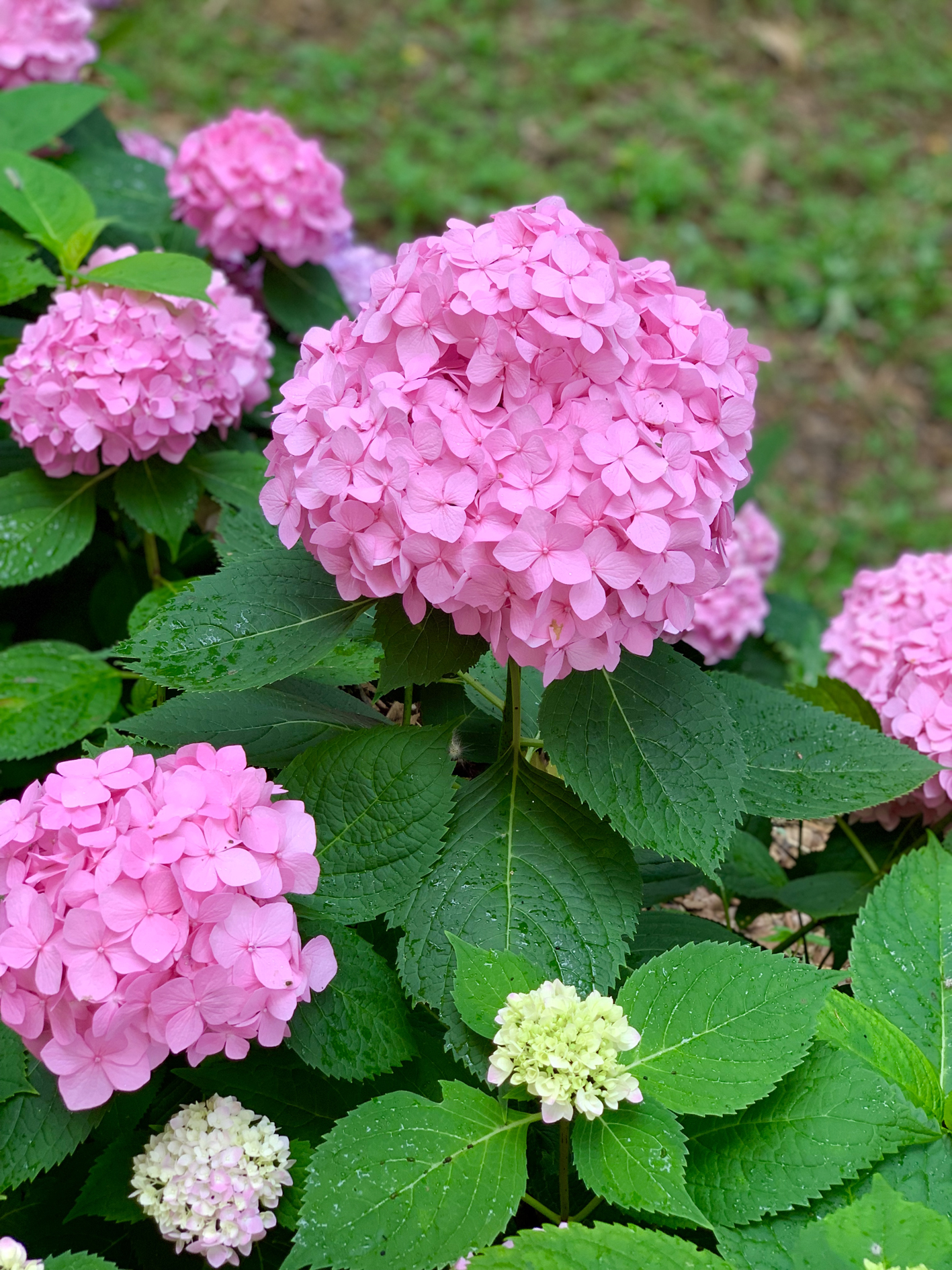 구미다온숲 수국핀 모습입니다.