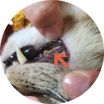 고양이치주염 증상 진단 치료 및 예방법_21