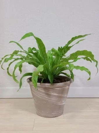 반려동물 안전 실내 식물선택 독성체크 배치높이 관리 간단 가이드_11