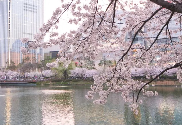 벚꽃
