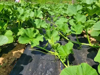 작물 순지르기 유인 기본 토마토 오이 가지 고추 수형관리_8