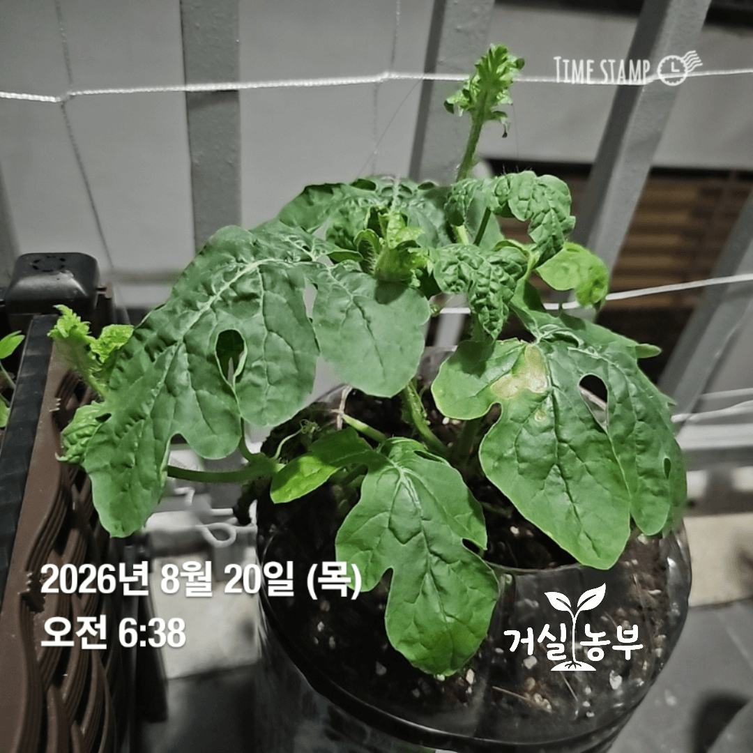 흙 이식 후 시듦 증상에서 회복하며 새잎을 유지하고 있는 수박 모종