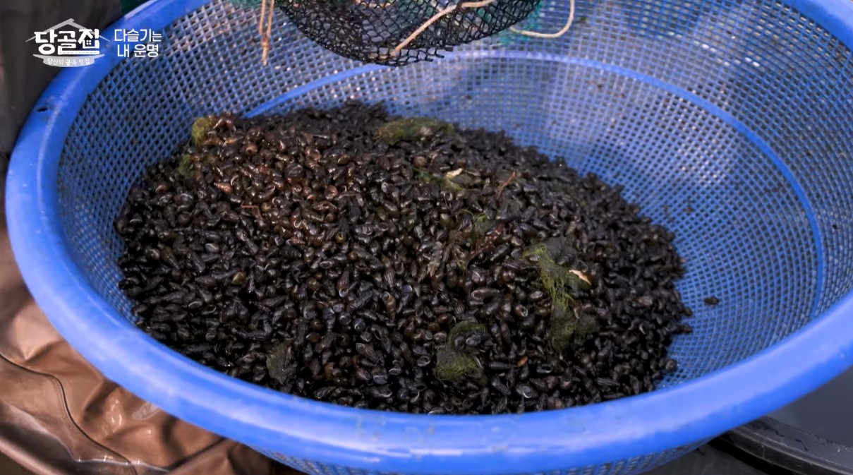 채취한 섬진강 다슬기를 체에 받쳐 씻는 모습