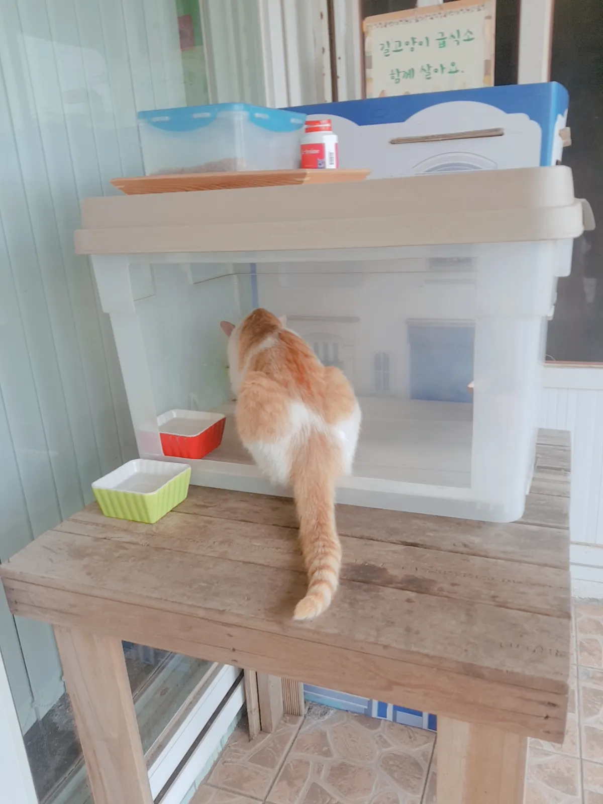 길고양이-무료-급식소