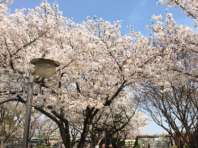삼청동 주차장 정보