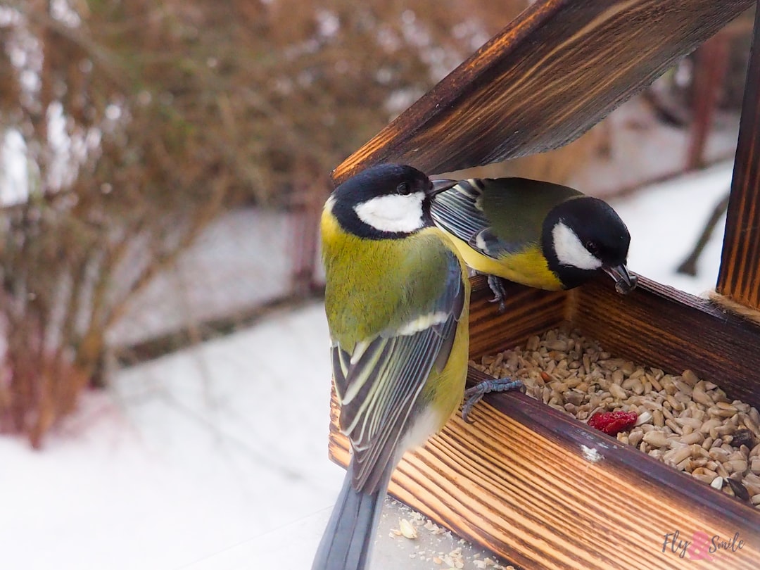 Automatic feeder.