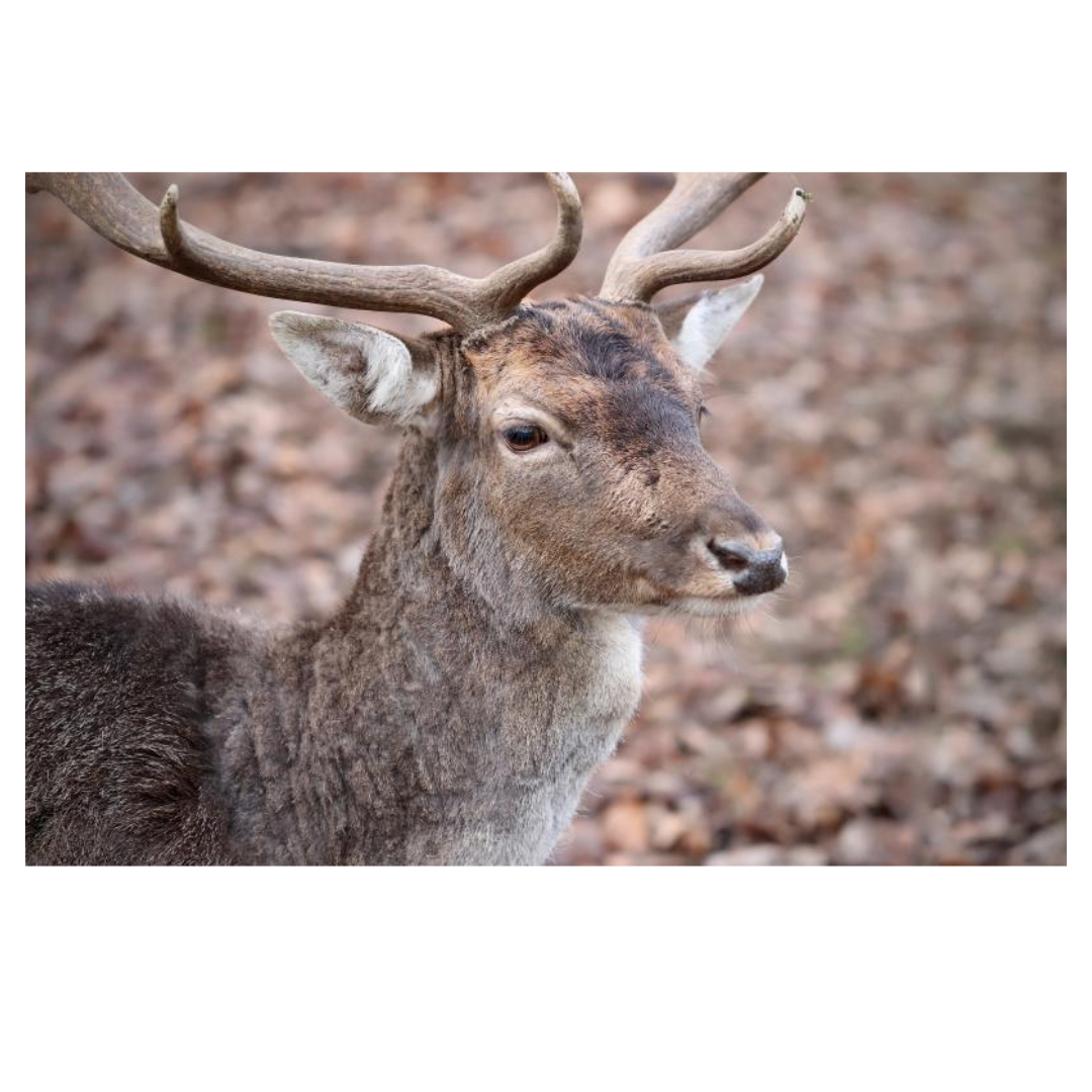 녹용과 관련된 사진입니다.