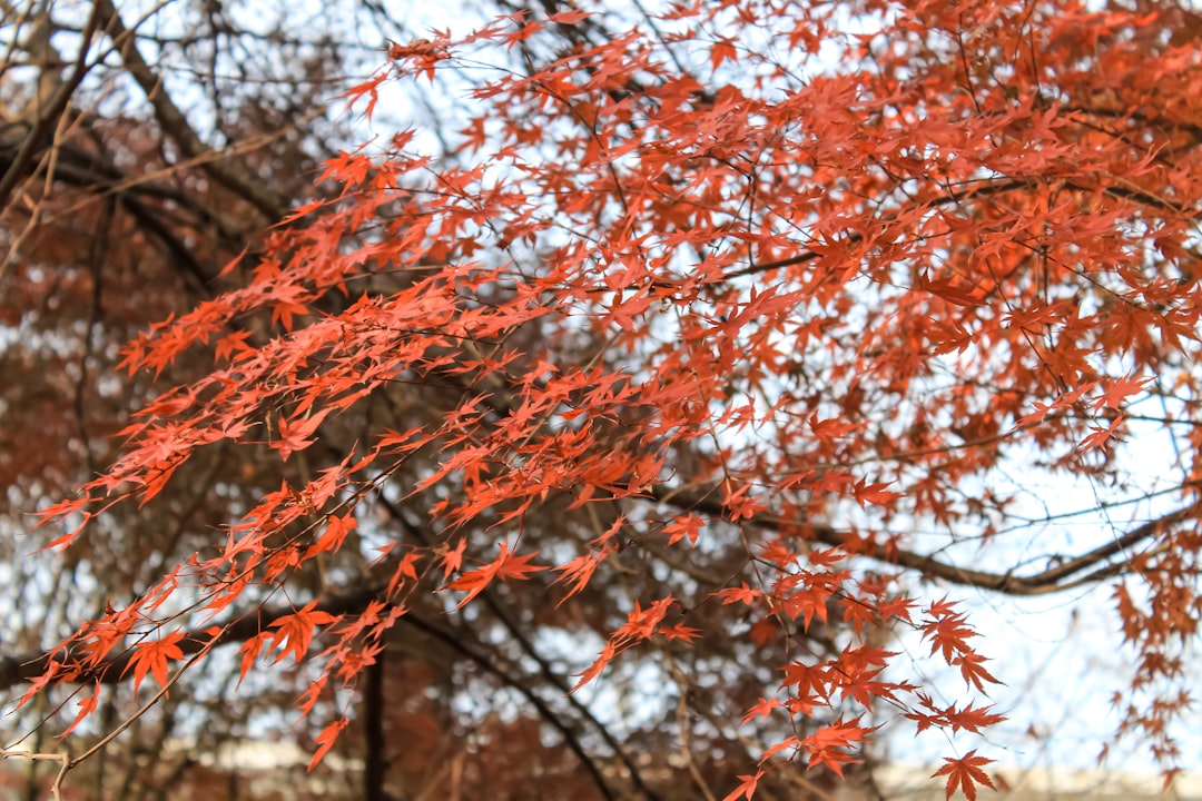 Suwon