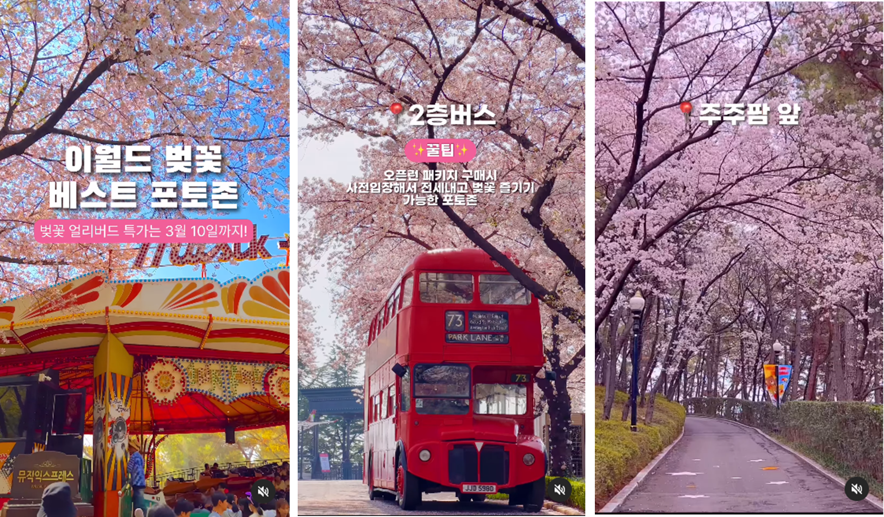 이월드 블라썸 피크닉 기본정보