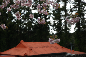 제주겹벚꽃 #제주여행 #제주봄꽃명소 #제주도겹벚꽃 #제주사진맛집 #4월제주여행 #겹벚꽃명소 #제주시겹벚꽃 #서귀포겹벚꽃 #제주봄여행추천