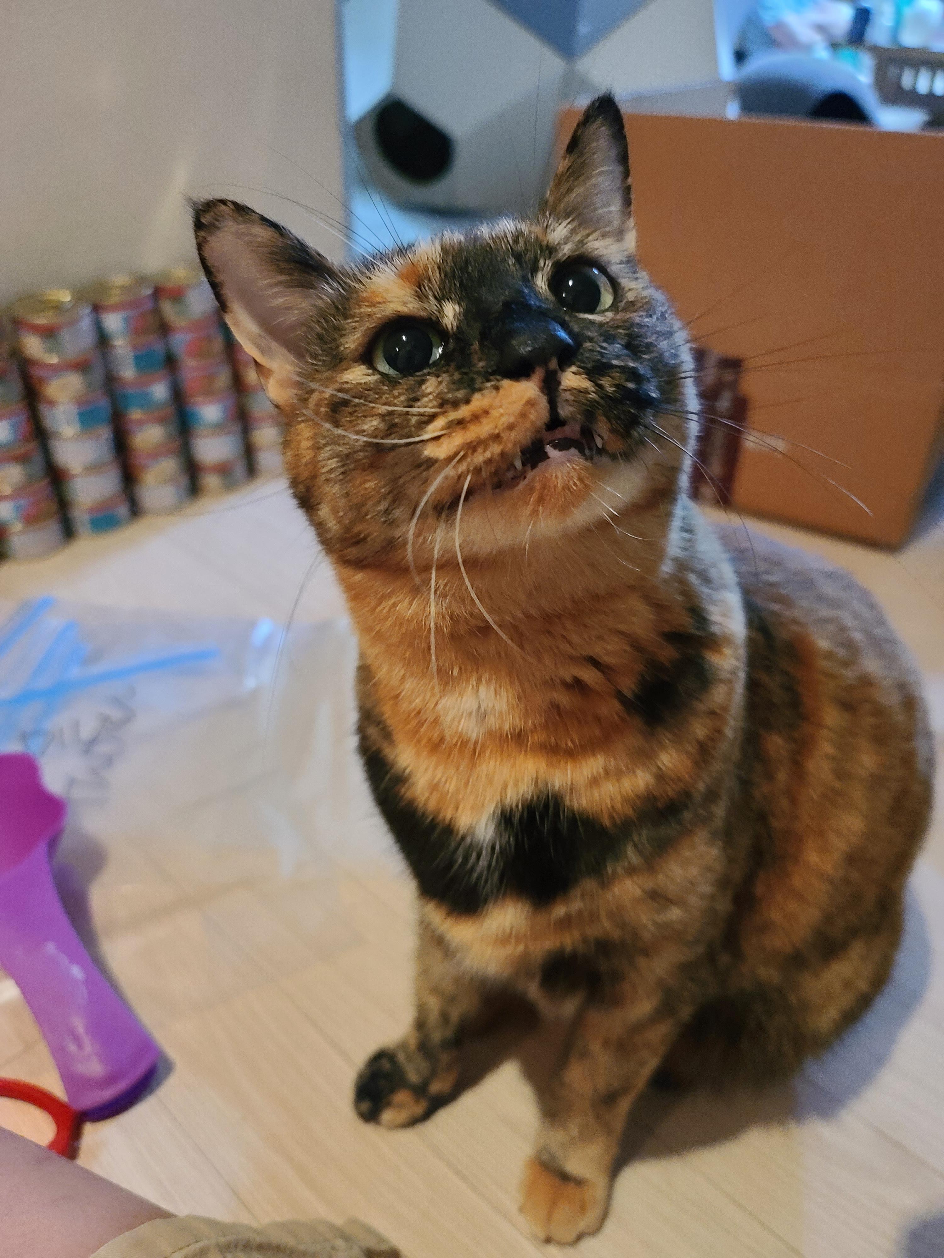 '기다려' 하는 먹보 고양이. 카오스 소심냥 사랑이.